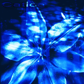 Catica: Cigarette pudding