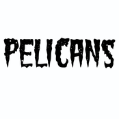 Pelicans