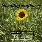 Blooming Sunflower