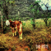 Stop Signs Are Turning Green