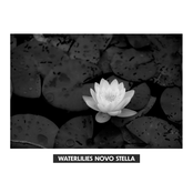 Waterlilies