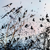 Murders & Mockingbirds