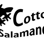 cotton salamander