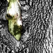 Banalwomb't (An Assortment)