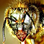 These Terrible Dreams