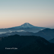 Forest of Calm