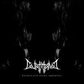 Excruciato Anima Immortali