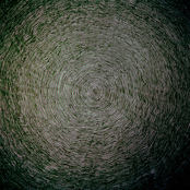 Toxicodendron Diversilobum