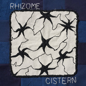 Rhizome