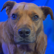 Feel the Wind (Voting Song)