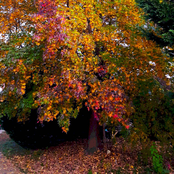 Why Beach? Withered Oldies