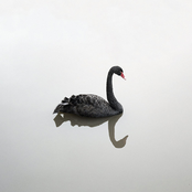 Swan King in the Snow