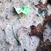 survival of the fittest