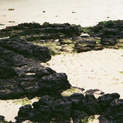 Spring Without Flowers