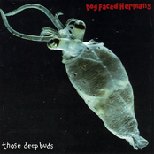 Lie And Swell by Dog Faced Hermans