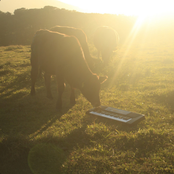 O Maior Álbum do Ano