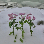 kauniit kädet // mary jane