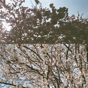 Glistening, I Am Clean