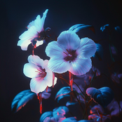 Infusion