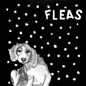 Ben David: Fleas