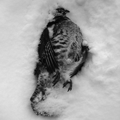 Egregore