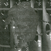 D.M.T.