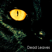 Dead Leaves