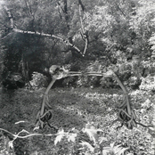 The Eye Decay Theory Or When The Garden Becomes A Time Lapse