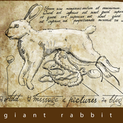 giant rabbit