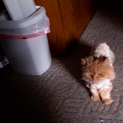 Unfinished Basement Volume 0