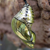 Exuvium (Prod. by KILL BILL)