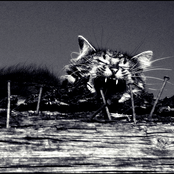 Vientulības deklarācija