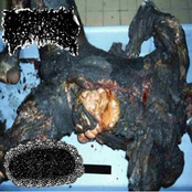 FECAL FERMENTATION OF MASTICATED WASTE / GASTROINTESTINAL MUCOSAL ISCHEMIA