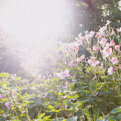 In the soar of leaves