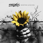 Shatter & Bloom