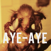 aye-aye