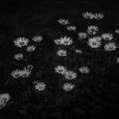 Surrealistinen yönäytös