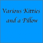 Various Kitties and a Pillow