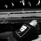 Seagull
