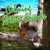 Calming Nature Sounds