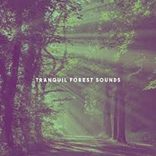 Tranquil Forest Sounds