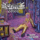 Necrotic Flesh Bacteria