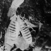 Roaches