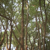 Resting Under the Trees