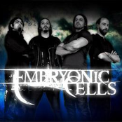 embryonic cells