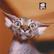 The Beautiful Aesthetician