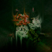 En Enero Hay Días Fríos/Lirio de Lluvia