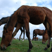 In Fields Where Fishbones Lay