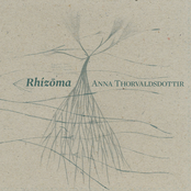 Rhizoma