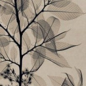 Nine Black Elms (2009)